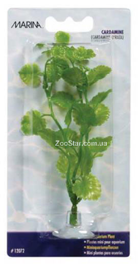 Аквариумное растение CARDAMINE mini 10 см купить в Украине по недорогой цене - зоомагазин ZOOstar