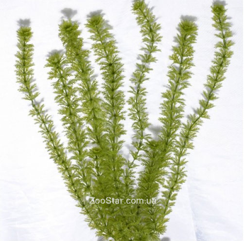 Растение Ambulia пластиковое купить в Украине по недорогой цене - зоомагазин ZOOstar