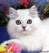Британский длинношерстный котенок, кот, серебристый затушеванный Анно Домини Зигзаг Удачи - для души и для выставок