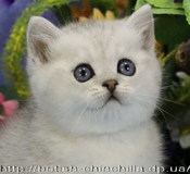 Элитный британский котенок окраса серебристая шиншилла Исполнитель Желаний ожидает любящих и заботливых владельцев
