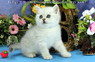 Элитный британский котенок окраса серебристая шиншилла Исполнитель Желаний ожидает любящих и заботливых владельцев