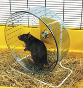 РОЛЛИ (Rolly Giant+Stand) тренажер колесо для хомяков и крыс, пластик, 27,5 см.