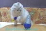 Vo-Toys БЭТ-А-БОЛ интерактивная игрушка для котов
