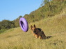 PULLER MAXI (Пуллер Макси) тренировочный снаряд для собак (1 кольцо), 29 см