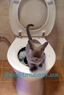 Litter Kwitter (Литтер Квиттер) - система приучения кошек к унитазу.