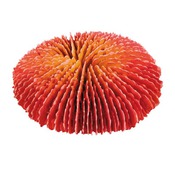 "Коралл" цветной, круглый 10-13 см, набор 4 штуки