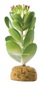 Растение  Jade Cactus