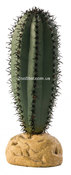 Растение Saguaro Cactus