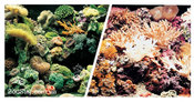 Двухсторонний фон Marina Double Sided Aquarium Backround 45см*7,5м риф - кораллы