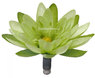 Аквариумное растение Fluval Chi Lily Flower