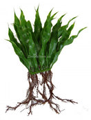 Аквариумное растение Hagen Marina Microsorium Java