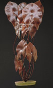 Аквариумное растение Hagen Marina Aquascaper Dwarf Lily