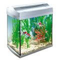 Aqua Art Discover Line 30 л – аквариум с комплектом оборудования для золотой рыбки