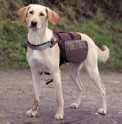 Рюкзак на спину собаки из прочного полиестера