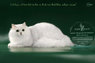 Британский длинношерстный котенок, кот, серебристый затушеванный Анно Домини Зигзаг Удачи - для души и для выставок