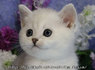 Элитный британский котенок, кошечка, Маленькая Колдунья 