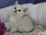 Элитный британский котенок, кошечка, Маленькая Колдунья 
