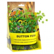 Button Fern - искусственное декоративное растение